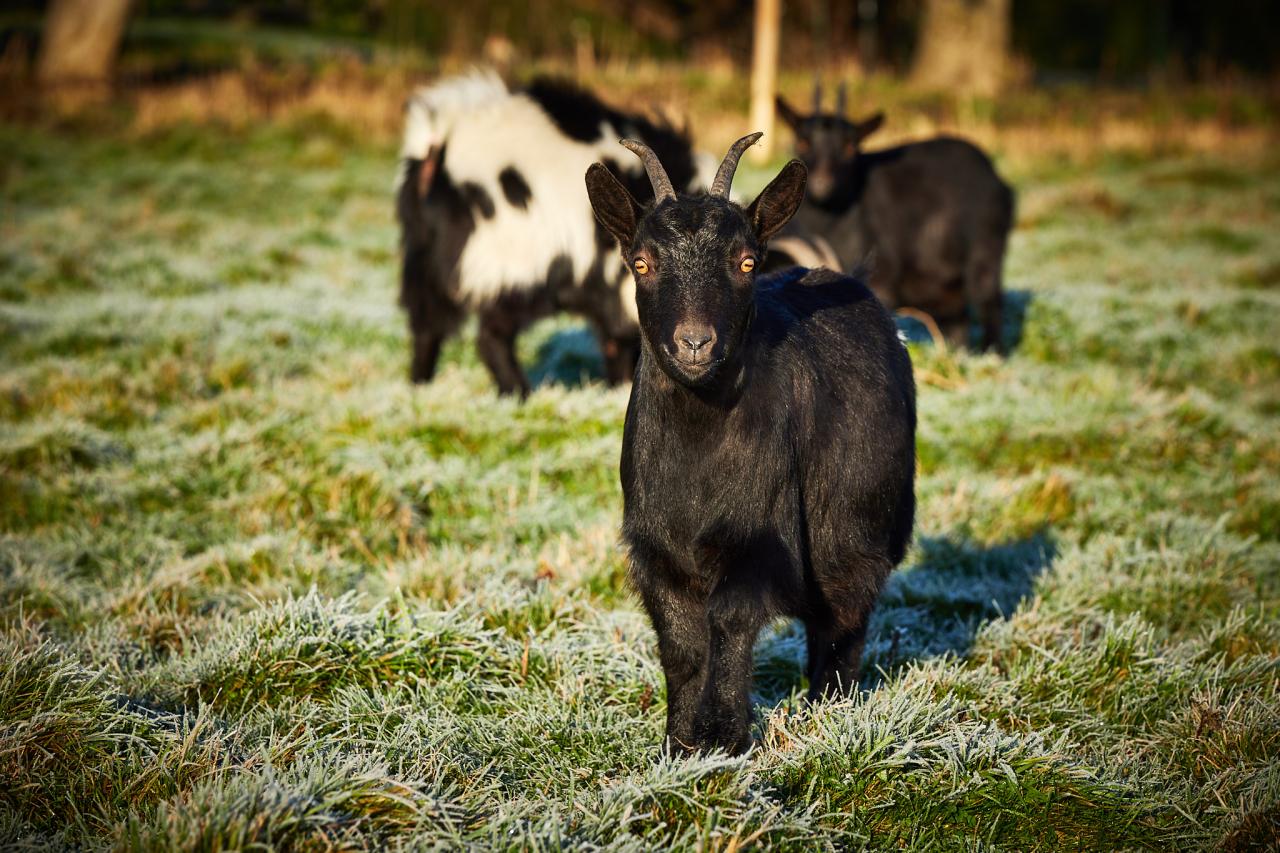 Le Domaine - Wambrechies